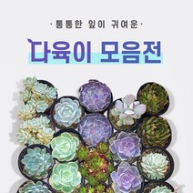 다육이 총 집합!! (지름 8~9cm) 1.라울2.먼로3.핑크프릴4.방울복랑5.크리스마스 6.파블로 7.비취후리데 8.레티지아 9.라일락 10.티피, 4.방울복랑
