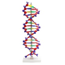 자기복제 인체과학 DNA 이중나선구조 모형 과학체험 세포모형 세포관찰