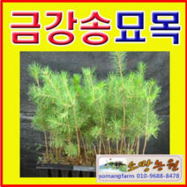 (G소망)금강송묘목 3년생(포트) 10그루