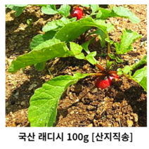 국내산 래디시 100g 300g 500g 1kg 2kg 산지직송 레디쉬방울무 레디쉬빨간무우 래디쉬 레디쉬 방울무 방울무우 적환 red Radish 빨간무 샐러드 daikon
