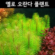 [수초아쿠아] 옐로 오란다 플랜트 / 구피 물고기 새우 초보 수초 어항, 7촉