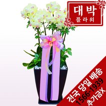 대박플라워 포춘호접 서양란 승진선물 취임란 영전선물 이전 개업선물 부모님선물 꽃배달