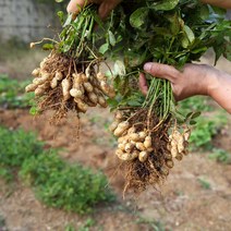 국내산 생땅콩 피땅콩 1kg 2kg 산지직송, 1통, 2kg 1박스