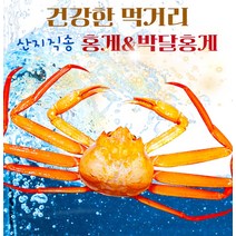 [예님푸드] 제철수산물 구룡포 산지직송 박달홍게 특대 2마리(생물), 단품