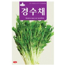 경수채 씨앗 경수채씨 15g