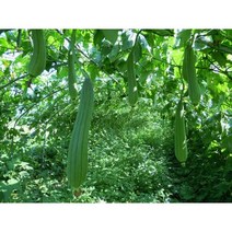 수세미씨앗 10립/20립/25립/30립/50립/수세미열매씨앗/수세미 국내채종종자, 25립