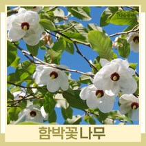 목련나무 묘목 함박꽃 독립수 R3cm(분) 1개