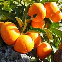 [특등급] 감귤4KG 밀감 귤 제주밀감 제주귤 귤 감귤 제주감귤체험 타이벡감귤 감귤체험 제주도귤체험 타이백감귤 비가림귤 제주귤 제주귤체험 귤따기체험 제주, 4KG