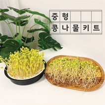 감성편의점 중형 집에서 콩나물 키우기 재배기 키트 가정용 어린이, 소형키트+노란콩250g