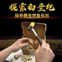 암모나이트화석 발굴키트 유물 발굴 화석 키트 고대유물 세트, 물고기 화석