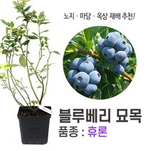 깨비농장 블루베리 나무 묘목 재배 키우기 (품종: 휴론), 휴론, 1개