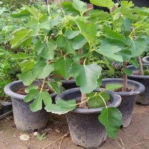 무화과나무 결실주 묘목화분, 상품선택