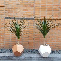 Wgarden 드라세나 드라코 개업화분 공기정화식물 인테리어화분, 화이트(서울지역배송), 1개
