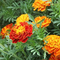 해바라기 씨 이중 꽃잎 혼합 색상 심기 쉽고 살기 쉽고 개화 연속 정원 야외 죽지 않음 꽃 씨앗 씨앗, 공작석 혼합색소 2000곡 + 비료 2팩