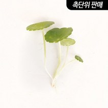 워터머쉬룸 6촉 (원예수초 전경꾸미기) .미미네아쿠아