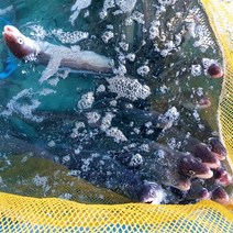 해미수산 힘좋은 통영 자연산 바다장어, 1개, 대장어 1kg (2~3마리 내외)