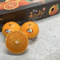 [농장직송] 고당도 제주도 천혜향, 선물용 천혜향 3kg (7-12과) 대과