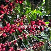 [위트러스트] 브라질 위스키 코푸 200g Brazil Uisque Copo/ 스페셜티 커피 원두, 더치(프렌치프레스)