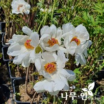[나무인] 흰목단(모란) 개화주