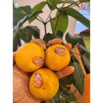 제주 고당도 하우스감귤