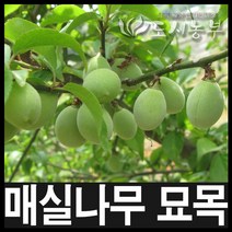 청매실/청매실묘목/접목1년/도시농부/6주