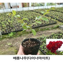 [뿌리원예] 자엽다이너마이트 목백일홍나무 배롱나무 묘목 - H1.2