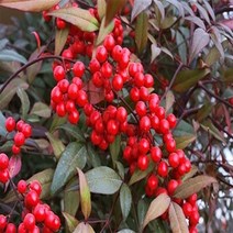 남천나무 남천나무묘목 분 포트 30cm 60cm2개 90cm 공기정화식물, 남천 90cm전후   (분 1개)