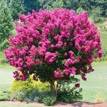 친구식물 배롱나무 신품종 핑크벨로 화분묘- 여름꽃나무