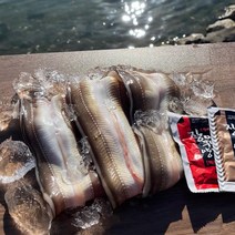 국내산 통영 당일손질 특대 바다장어 2kg 4-8미, 1개