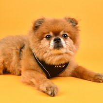 퍼피아 강아지 쉴드 하네스 A형 야간빛반사 PAUA-HA1828, 블랙