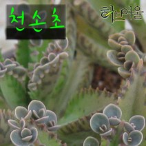 [허브여울불사조] 천손초(Kalanchoe다이그레몬티나) 지름 9cm 소품 다육화분, 3개