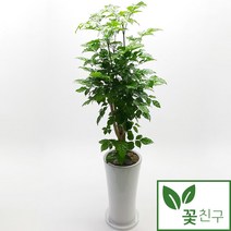 꽃친구 녹보수 개업 축하 집들이 식물 나무 화분 사무실 전국당일배송