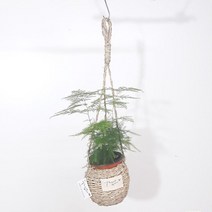 아스파라거스 벽에걸어키우는 행잉바구니, <|^상품선택^|>” class=”wr-img”></a></div>
</div>
</div>
</div>
<div class=