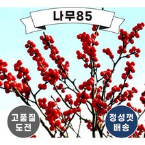 (나무85) 낙상홍 1m내외 분 2주묶음