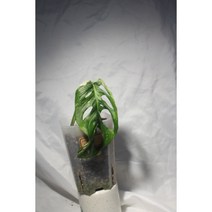 몬스테라 아큐미나타 바리에가타 (61) 희귀식물 동동플랜츠 관엽식물 정글식물