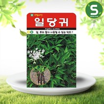 솔림텃밭몰 일당귀씨앗 300립 당귀씨앗 당귀씨 약초씨 왜당귀씨