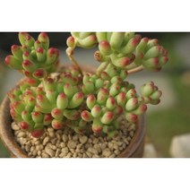 루비틴트 다육이 실내공기정화, 1개
