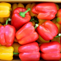 [산정] 국내산 파프리카 빨/노 혼합(못난이) 1kg 2kg, 못난이 파프리카 (빨/노 혼합) 1kg