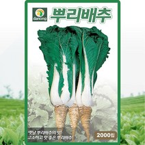 뿌리배추 씨앗 뿌리배추 씨 종자 2000립, 1개