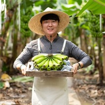 국내산 클로렐라 무농약 유기농 올 바나나 1.5kg 2.5kg, 바나나1.5kg(매주 수요일 출고)