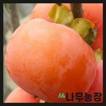 (나무농장) 감나무 둥시감 접목1년 묘목