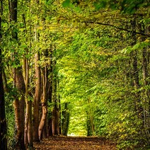 [캔들이케아] 제주 샤려니숲길 향 프래그런스오일 국내산, 50ml