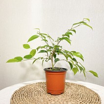 벤자민 고무나무