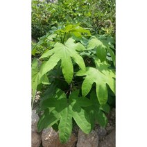 엄나무 해동피, 500