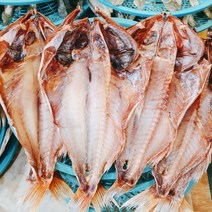 속초중앙시장 볼락34cm내외 맛있는 반건조생선 제수용 생선모듬 뽈락 구이용생선, 볼락37cm내외
