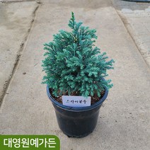 화백계열 스카이블루 측백나무 싸이프러스 상록수, 스카이블루 20cm포트, 1개