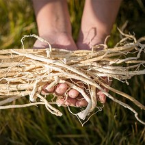 신토불이 국산 약초 황기(통) 200g, 12Z2_국산황기(통)200g, 12Z2_국산황기(통)200g