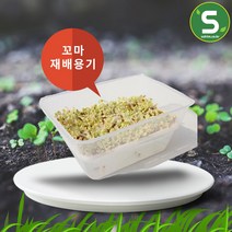 미니 새싹재배기 새싹 씨앗 키우기 유치원 체험 학습, 단품