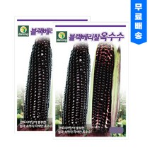 블랙베리 옥수수씨앗 70립 2개