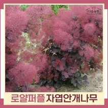 안개나무 묘목 자엽안개 로얄퍼플 실생2년생 뿌리묘 1개